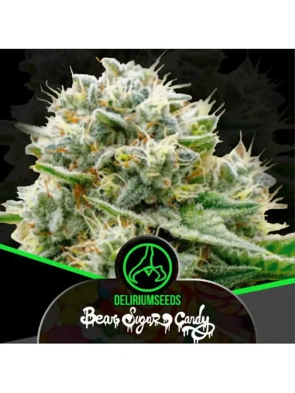 Bear Sugar Candy Fem -Delirium Seeds